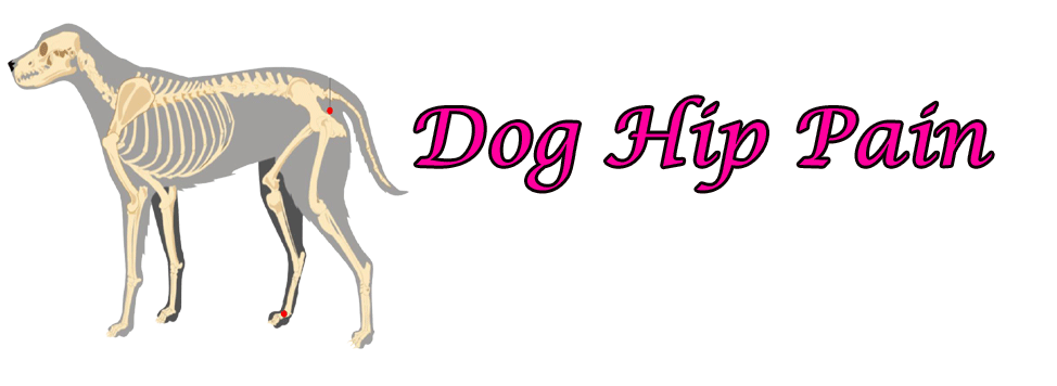 Dog Hip Pain